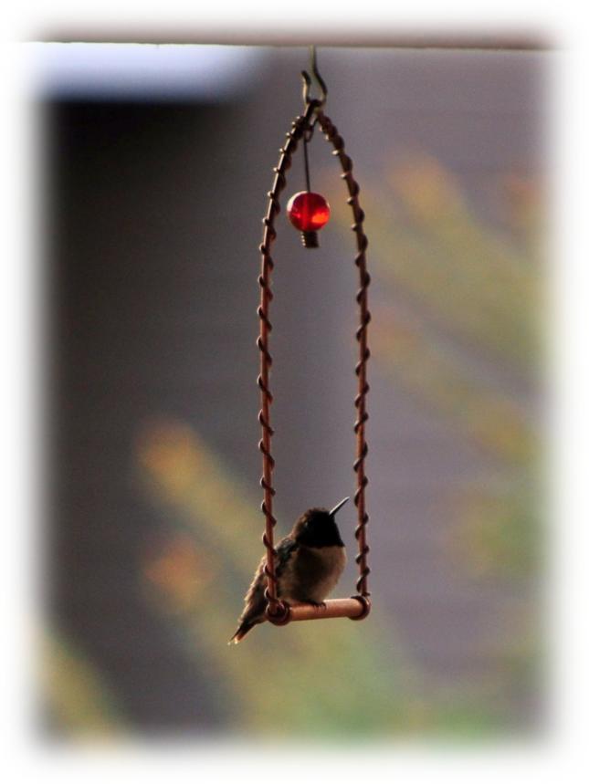 A Ruby-Throated Hummingbird on a Copper Swing, courtesy of Keith Freechack of Victoria, MN