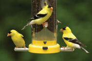 americangoldfinch02