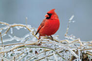 cardinal_male